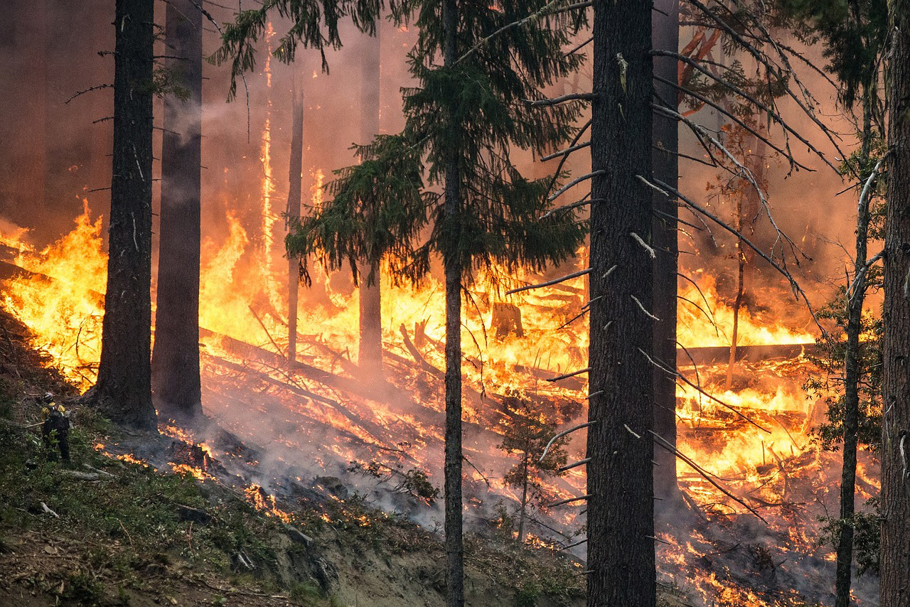 Wildfires in the west cause widespread damage to home, municipal facilities, forests and more