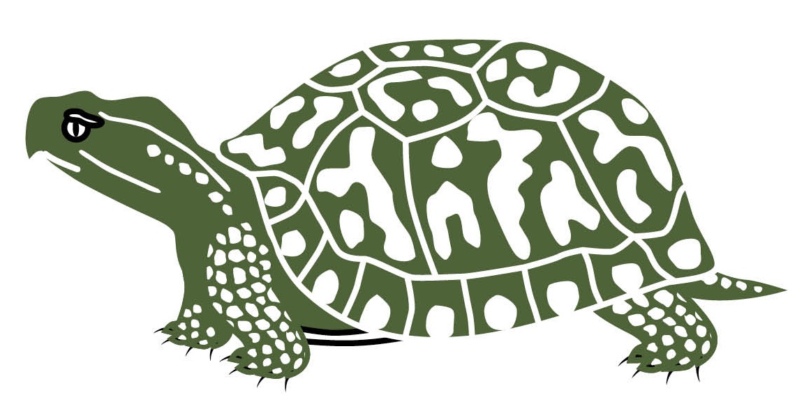 Illustration of a turtle