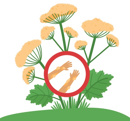 Know Your Poisonous Plants: Preventing exposure to hazardous vegetation