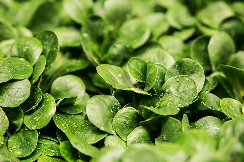 salad-264826_1280.jpg