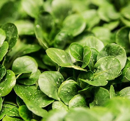 LEDs Instrumental in Turning Abandoned Warehouses Into Urban Crops