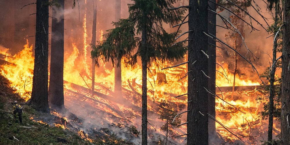 forest-fire-2268725_1280.jpg