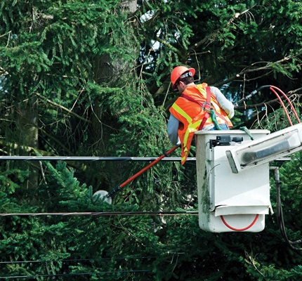 Up in the Treetops: Vegetation management protection information