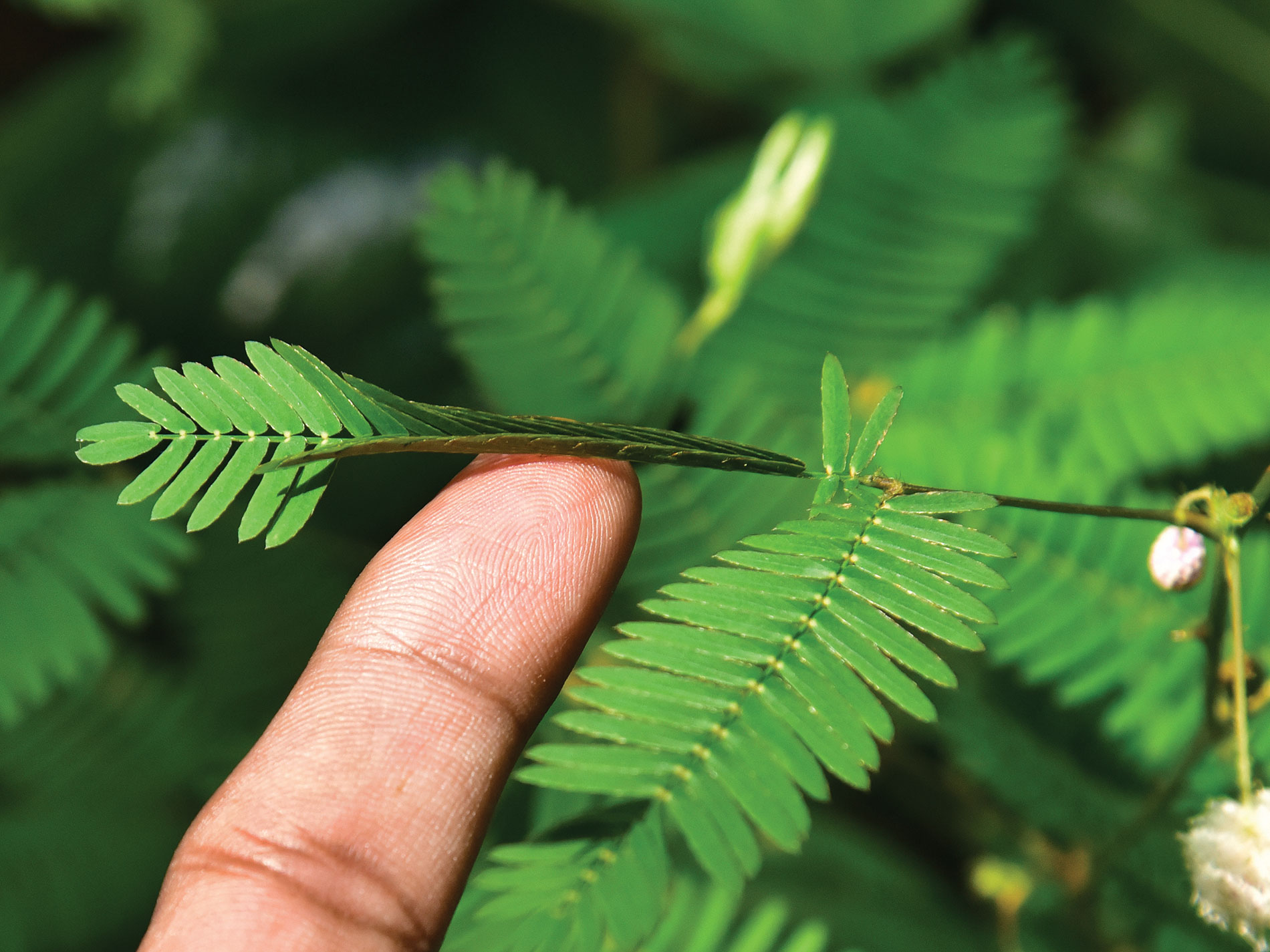 shutterstock_763444624.jpg The leaves of the shameplant curl up when touched. | Shutterstock / AJAYTVM