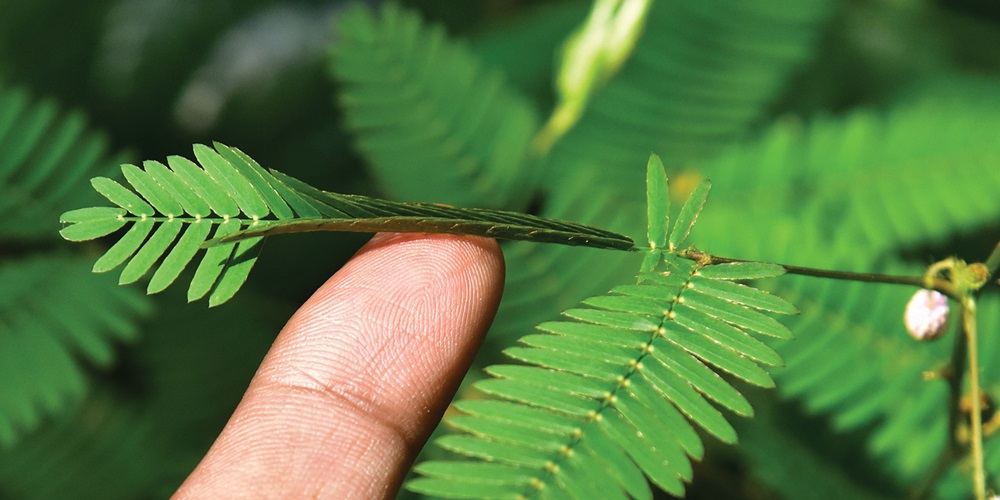 The leaves of the shameplant curl up when touched. | Shutterstock / AJAYTVM