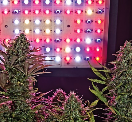Horticultural Lighting: The Potential of LEDs