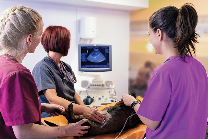 Connectivity and veterinary practices