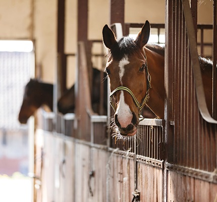 Protecting the Barn: Wiring installations and equipotential planes in agricultural buildings