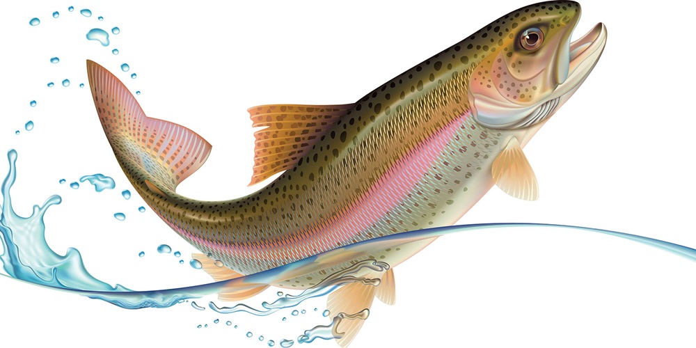Illustration of a salmon jumping out of the water | Shutterstock / Artem Efimov