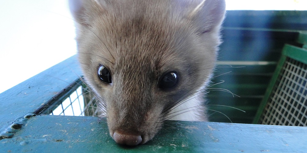 Beech_marten_Martin.JPG