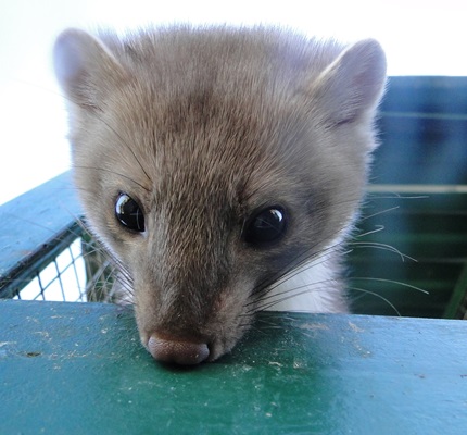 Beech Marten Knocks Out World’s Largest Particle Accelerator