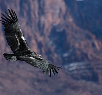 Wind Farm Seeks to Mitigate Potential Harm to Condors