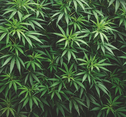The NSC on Cannabis in the Workplace