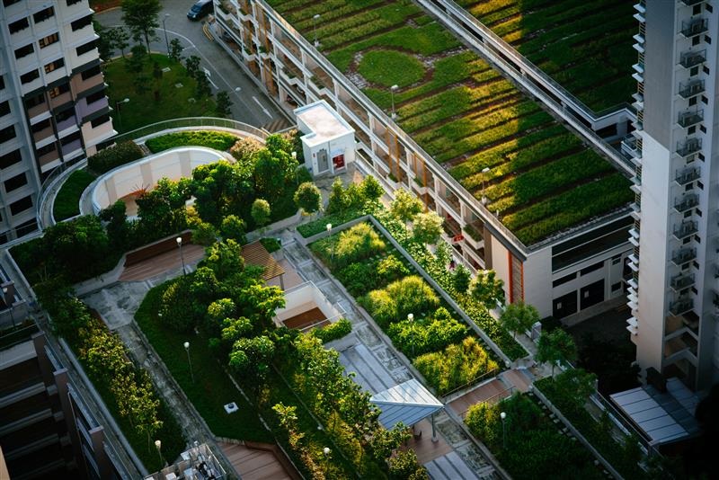green roof.jpg