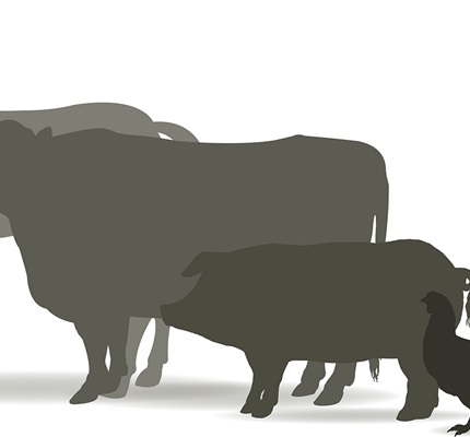 Livestock, Draining and More