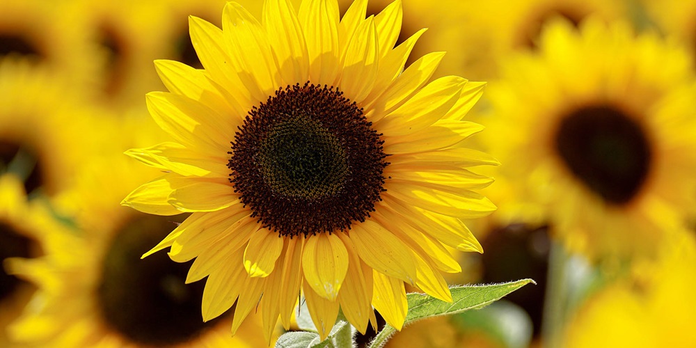 Sunflower.