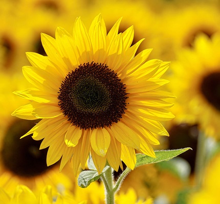 Sunflower-Solar System Could Collect Solar Energy