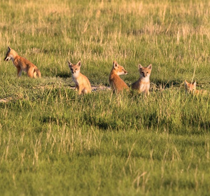 Preserving What's Important: Transmission and distribution projects on protected lands