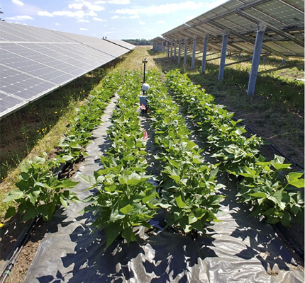 Solar Plus Agriculture Protects Farmland, Improves Panel Efficiency