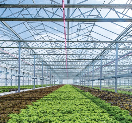 Urban Farms Shine On: New LED Capabilities Bring Agriculture to the City
