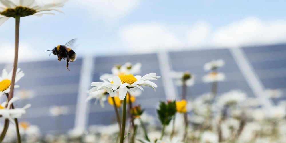 Bees, daisy's and solar panels.