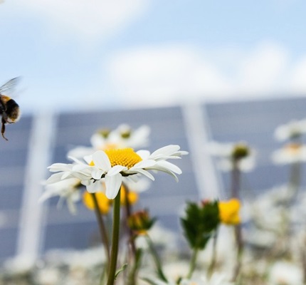 The Nature of the Bee 