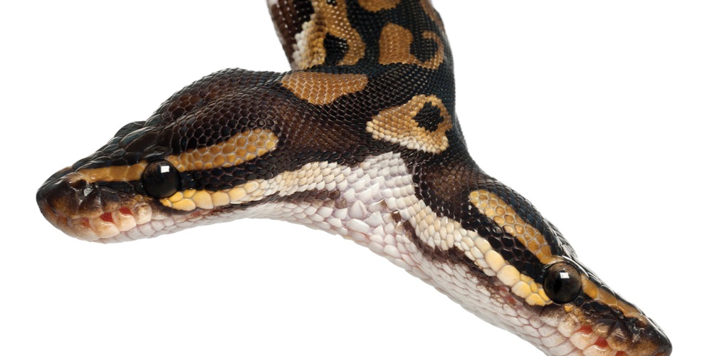 iStock / GlobalP
