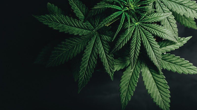 marijuana leaves against a black background