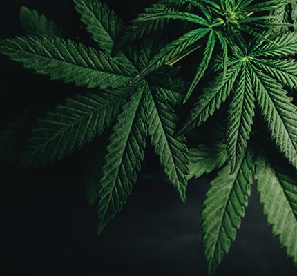 Legal Dance With Mary Jane: Marijuana’s growing ubiquity poses unique considerations for contractors