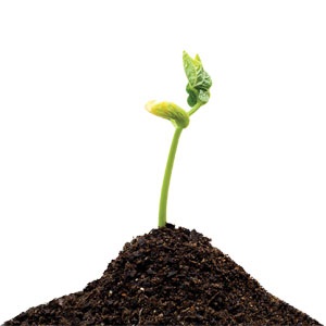 Planting the Seeds for Growth