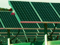 Growing Green by Giant Leaps
