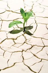 Growth During a Drought