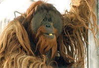 01_Primates.jpg