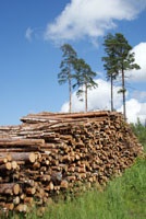 Biomass.jpg