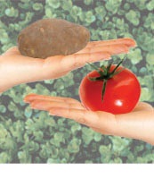 You Say Potato, I Say Tomato?