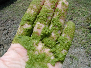 algae.jpg