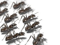 01_Ants1.jpg