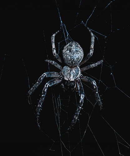 spider on black background