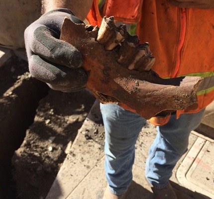 Fossils Discovered at Subway Construction Site