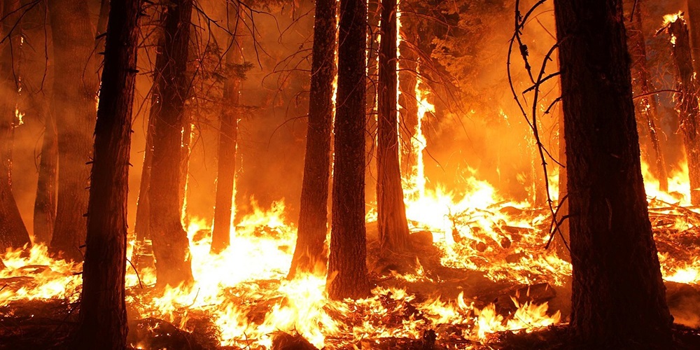 wildfire-1105209_1280.jpg