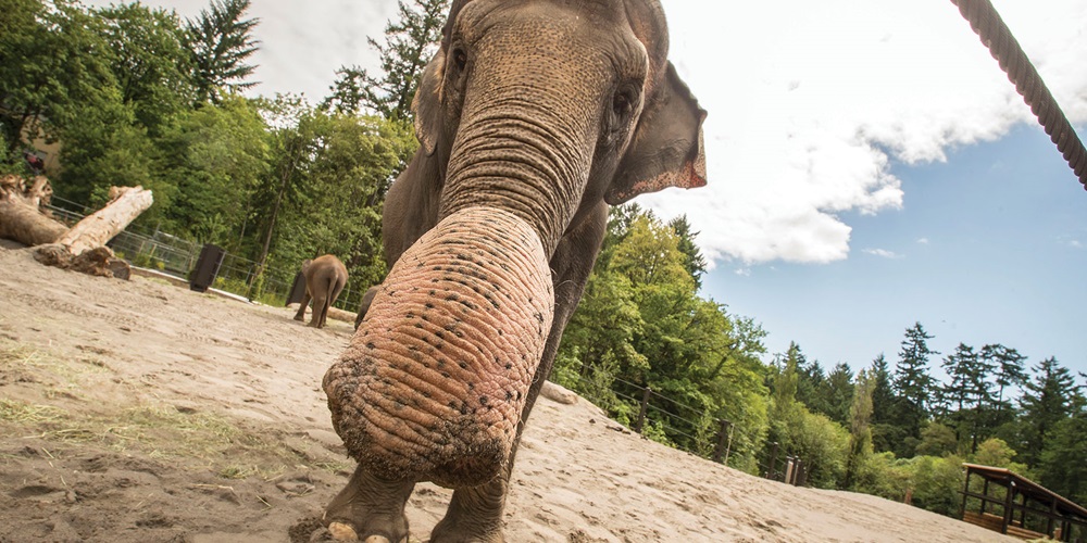 Jumbo Project: Cherry City Electric and Elephant Lands at the Oregon Zoo