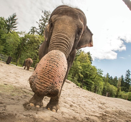 Jumbo Project: Cherry City Electric and Elephant Lands at the Oregon Zoo