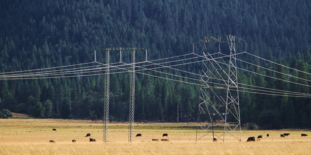 High-voltage transmission lines pass through a pasture with livestock underneath