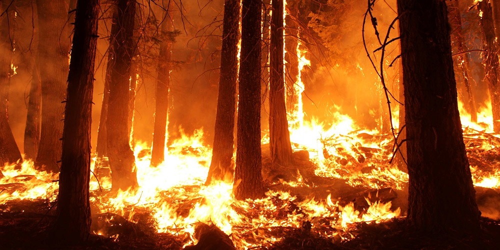 wildfire-1105209.jpg