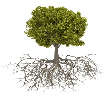 Batteries From Trees?
