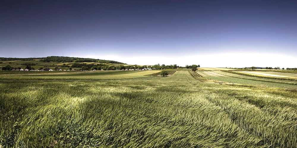 windycrops_shutterstock.jpg
