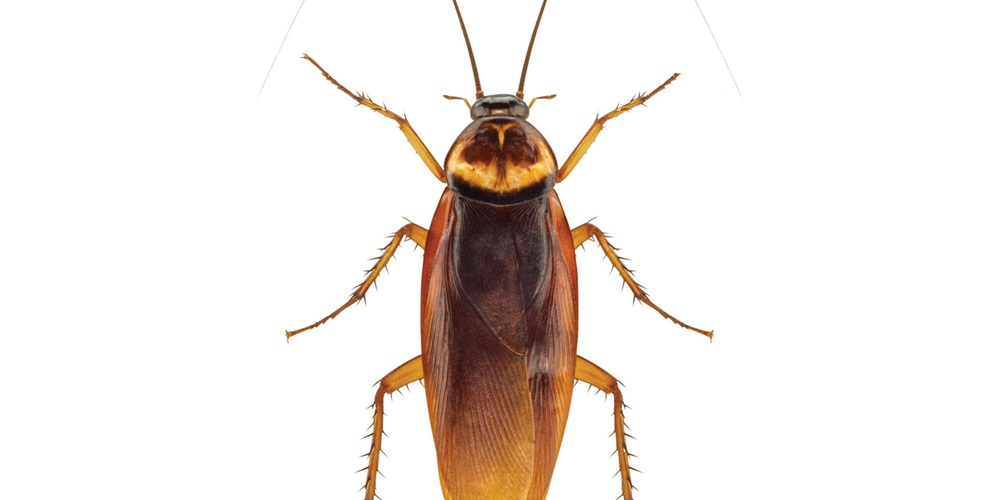 shutterstock/peter waters/natrot. A brown cockroach.