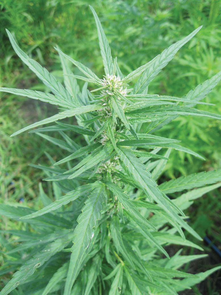 Cannabis plant. Image by Susan DeGrane.