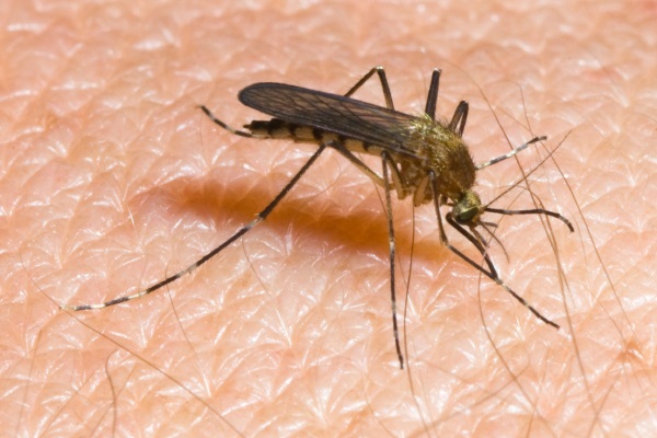A--mosquito, Photo Credit--Orkin .jpg