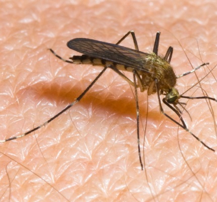 Installing Air Curtains May Protect Against Zika Virus
